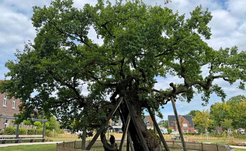 Baumart Eiche im Klimawandel, zu Waldschutz, Trockenstress und Zukunftswäldern