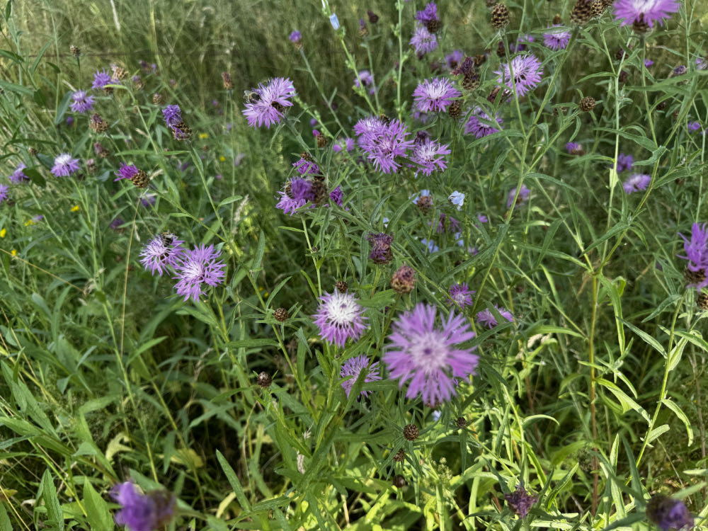 Violette Flockenblumen im naturnahen Garten von Liesner bei den Gartenblicken 2026 in Raesfeld.