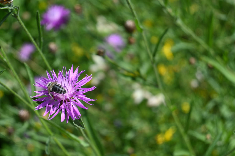 Gartenblicke 2026-Bienen und Hummeln