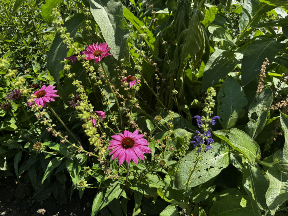 Gartenblicke Raesfeld 2026 im Garten von Liesner-Paradies für Bienen und Insekten