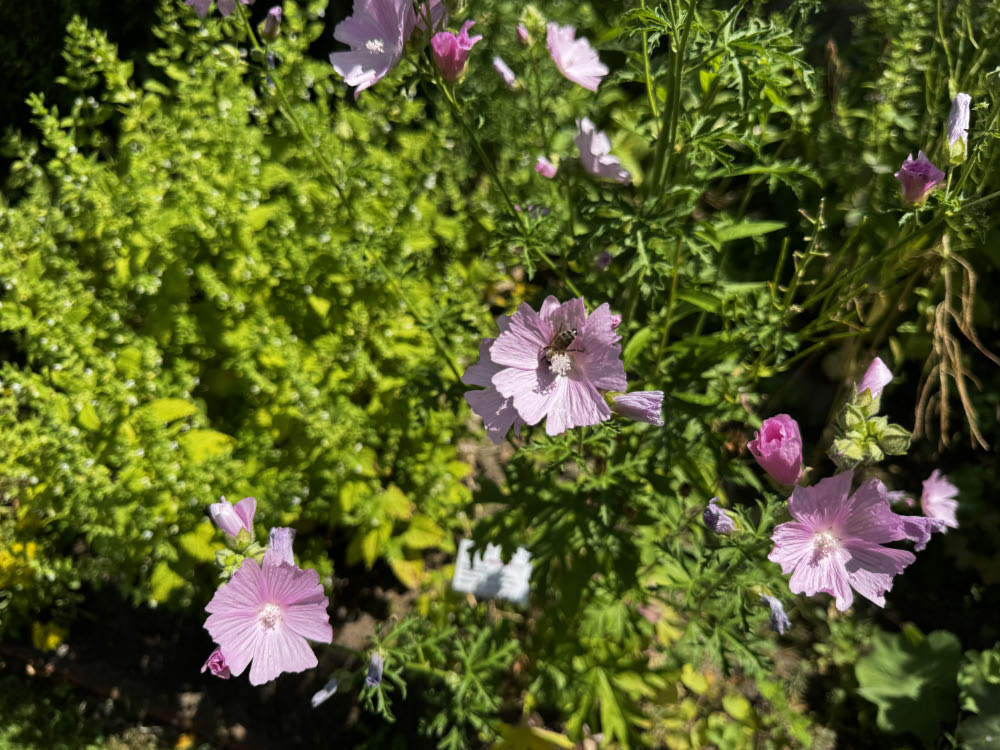Rosafarbene Moschus-Malven im Garten von Liesner