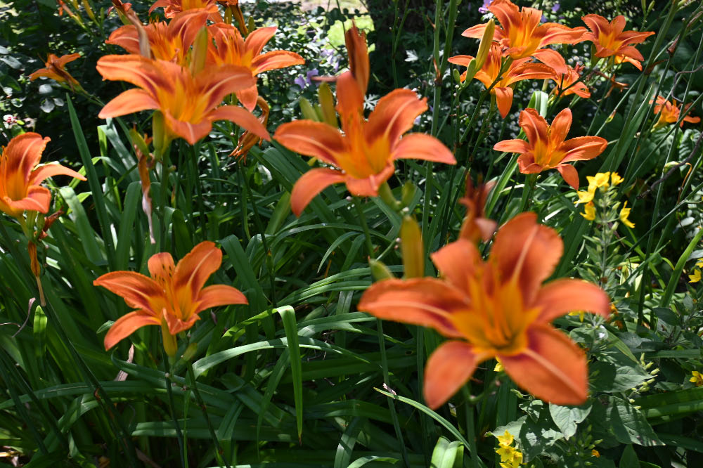 Orange Taglilien im Garten von Liesner bei den Gartenblicken 2026 in Raesfeld.