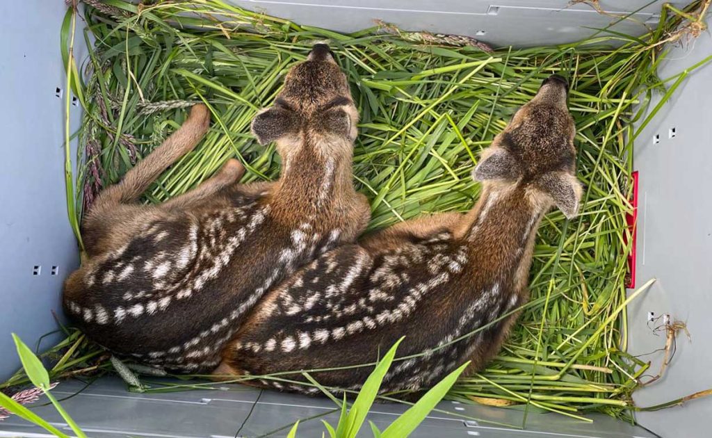 Hegering Raesfeld rettete Rehkitze vor dem Mähtod