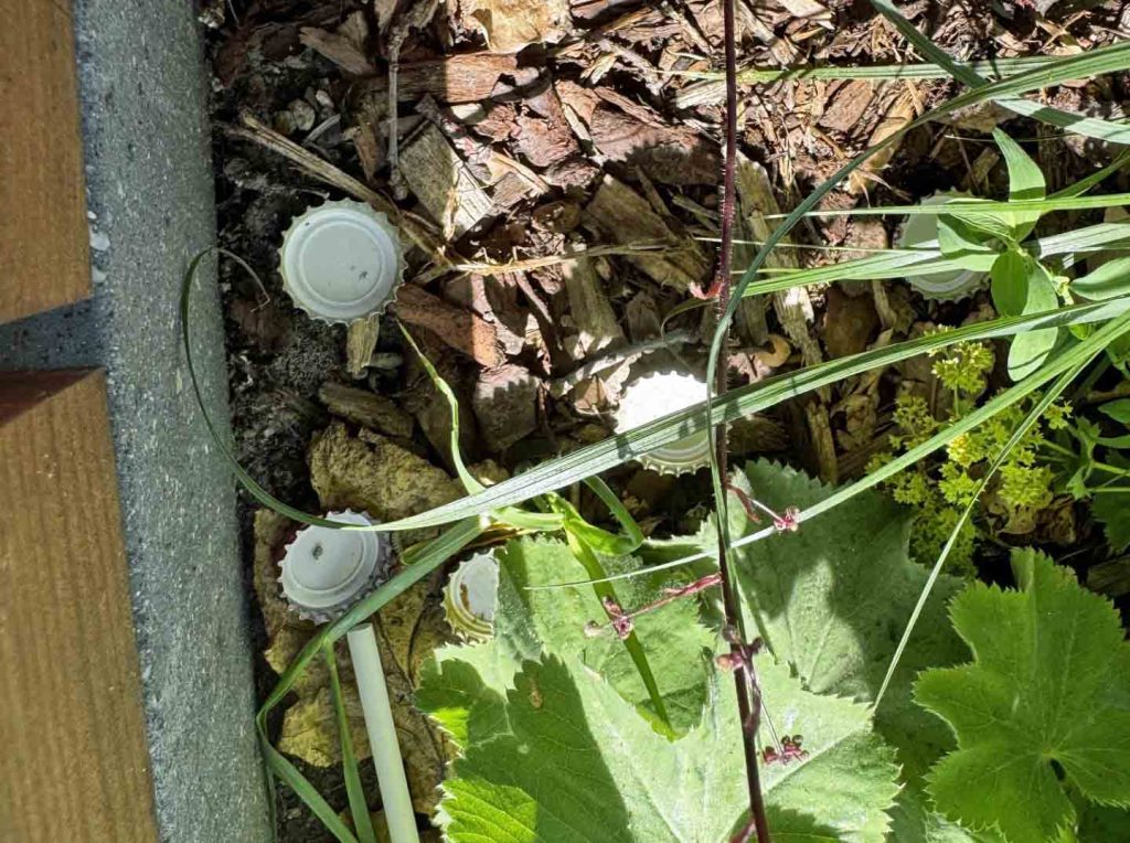 Kronkorken einfach in Staudenbeete auf dem Erler Dorfplatz entsorgt