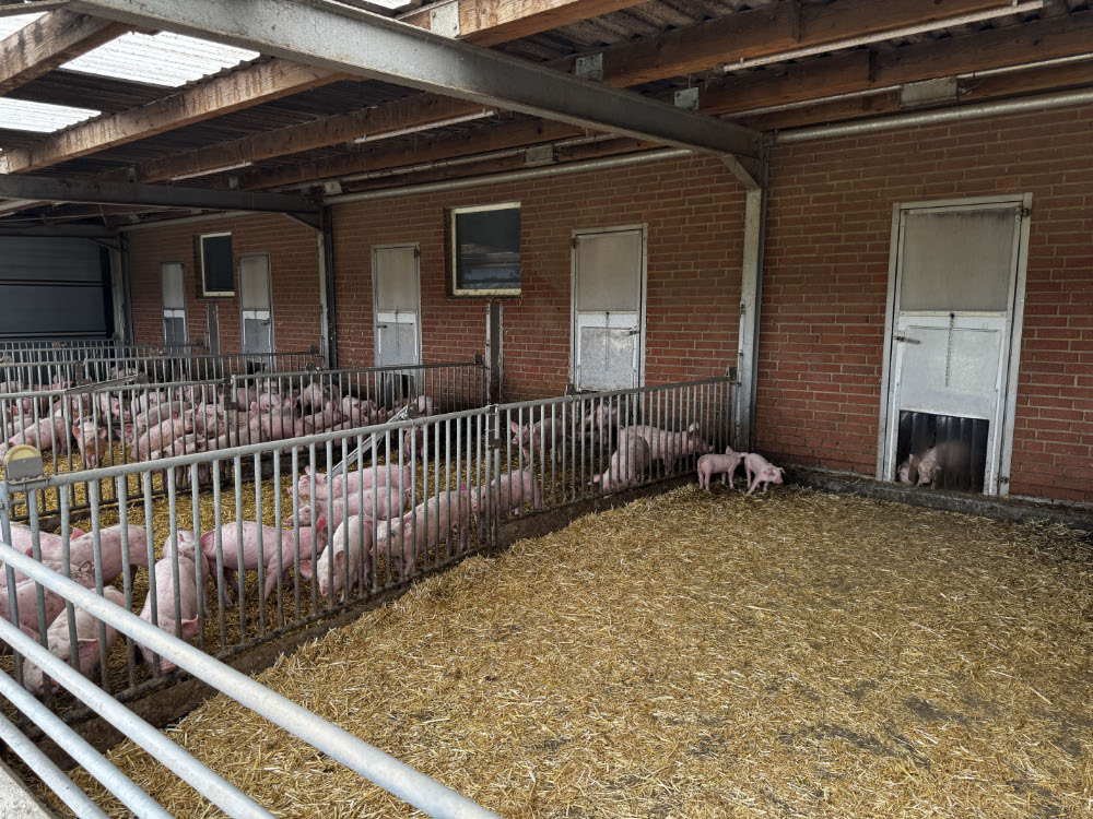 Ferkel haben auf dem Neulandhof in Raesfeld viel Auslauf