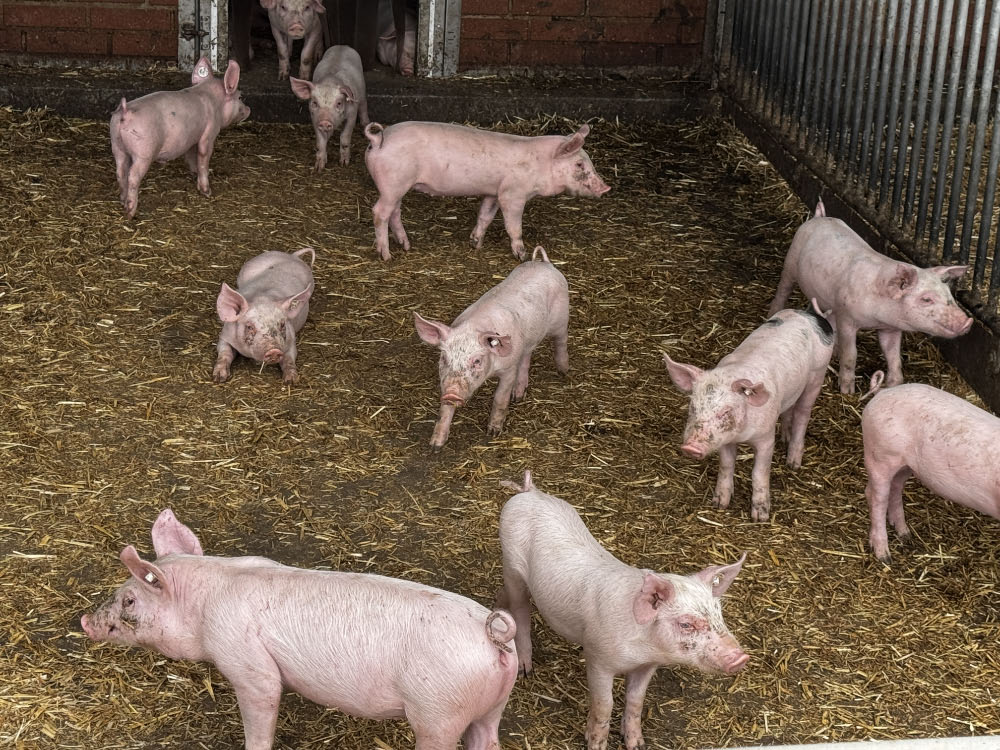 Ferkel haben auf dem Neulandhof in Raesfeld viel Auslauf