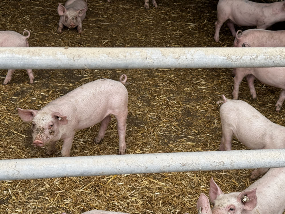 Tierwohl mit Stroh, Auslauf und Ringelschwanz