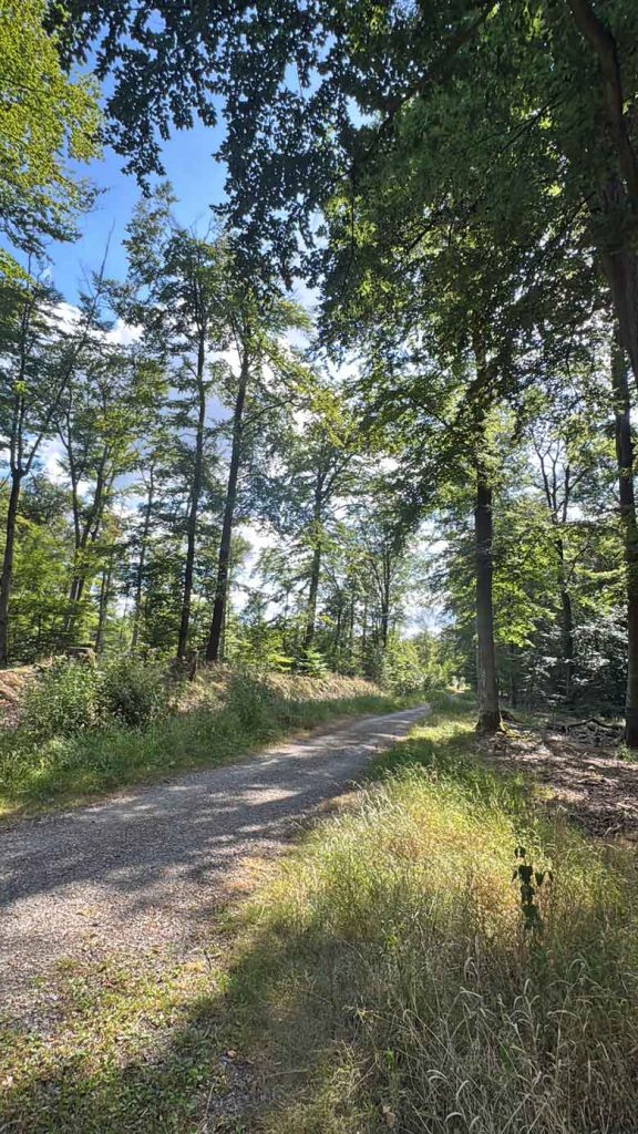 Tiergarten -Lichte Waldränder und Heckenstrukturen