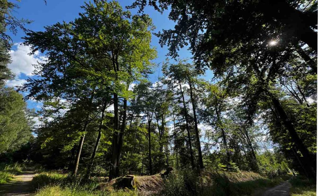 Tiergarten Raesfeld: Beemelmans erklärt Konzept für klimaresistenten Mischwald