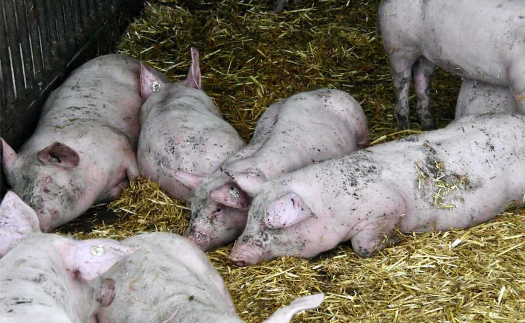 Glückliche Ferkel auf dem Hof Nienhaus in Raesfeld
