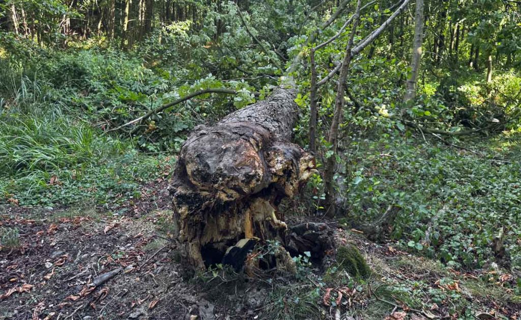 Totholz im Tiergarten Raesfeld dient als wertvoller Lebensraum für viele Tiere und Pflanzen.