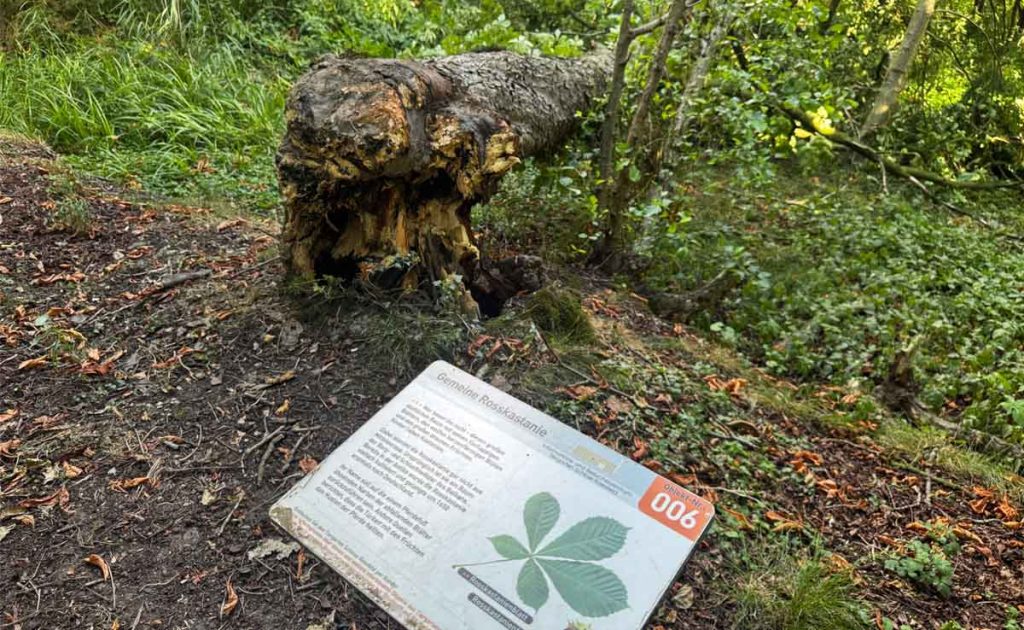 Totholz im Tiergarten Raesfeld dient als wertvoller Lebensraum für viele Tiere und Pflanzen.