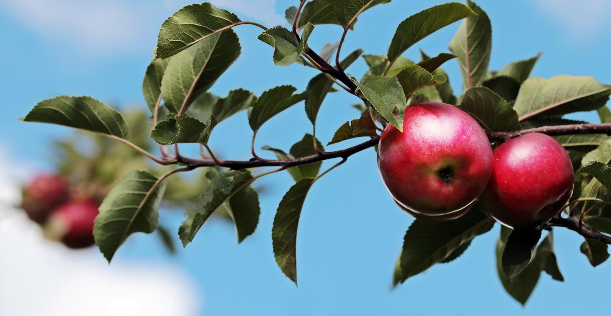 Die Äpfel sind reif