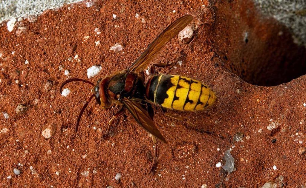 Nahaufnahme einer Europäischen Hornisse am Eingang ihres Nestes.