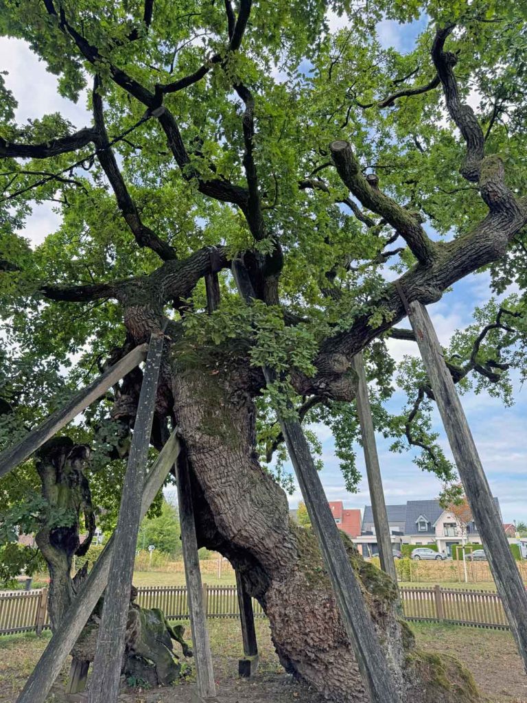 Historische Femeiche in Erle mit Stützen