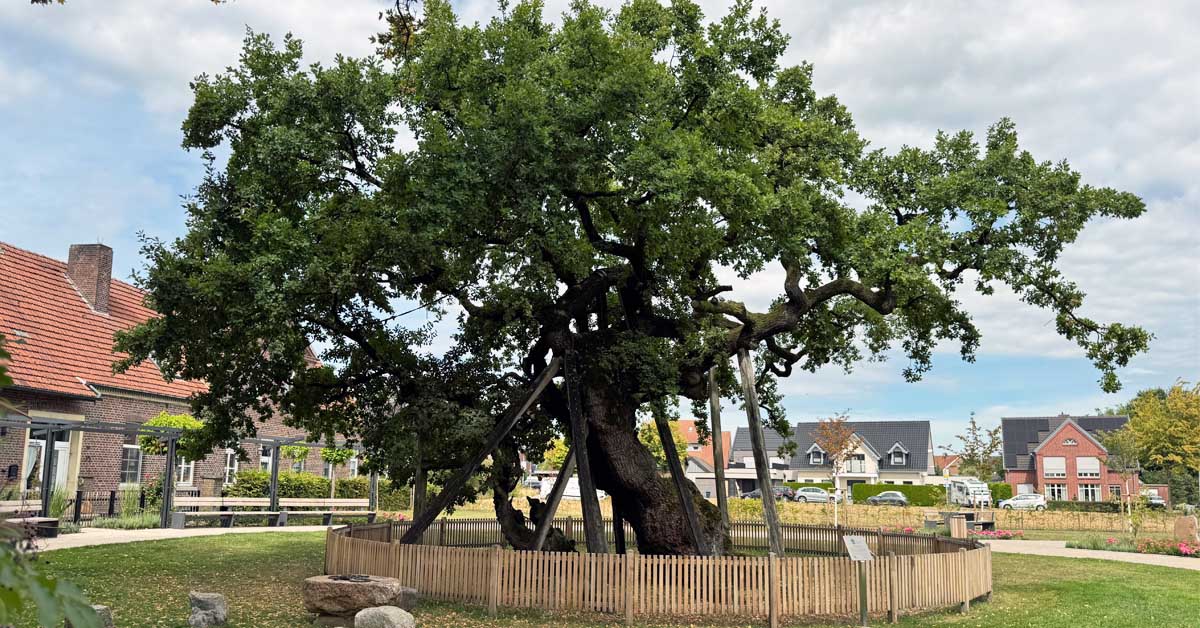Femeiche in Raesfeld-Erle mit Stützen zur Sicherung des alten Baumes