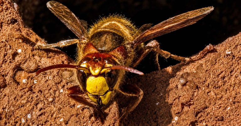 Europäische Hornisse sitzt vor der Öffnung ihres Nestes