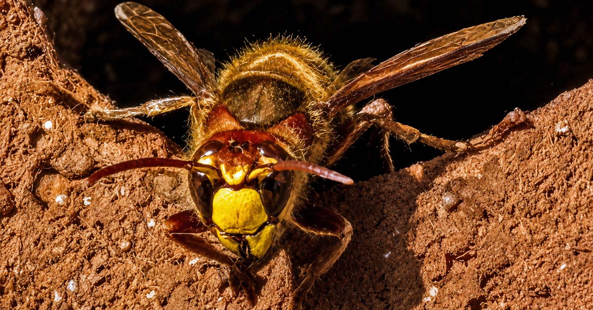 Europäische Hornisse sitzt vor der Öffnung ihres Nestes