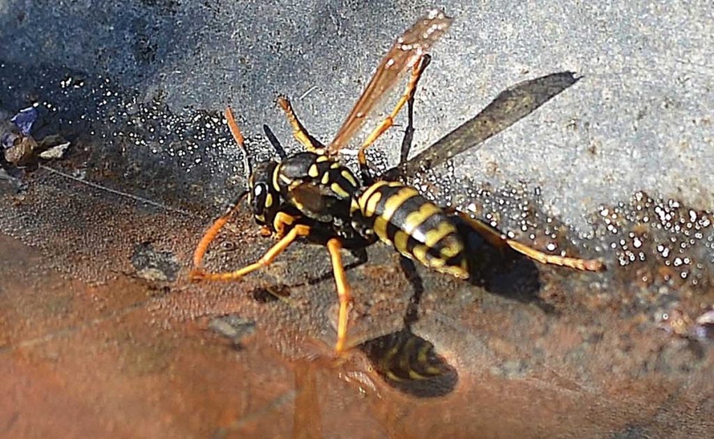 Wespen im Garten