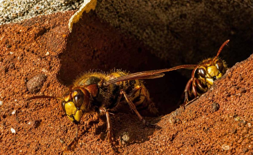 Zwei Hornissen vor einem Nest an der Balkontür