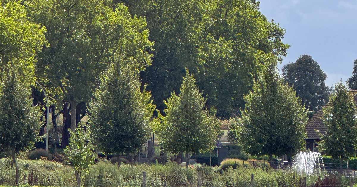 Baumschutzsatzung Raesfeld: Bürger sollen entscheiden