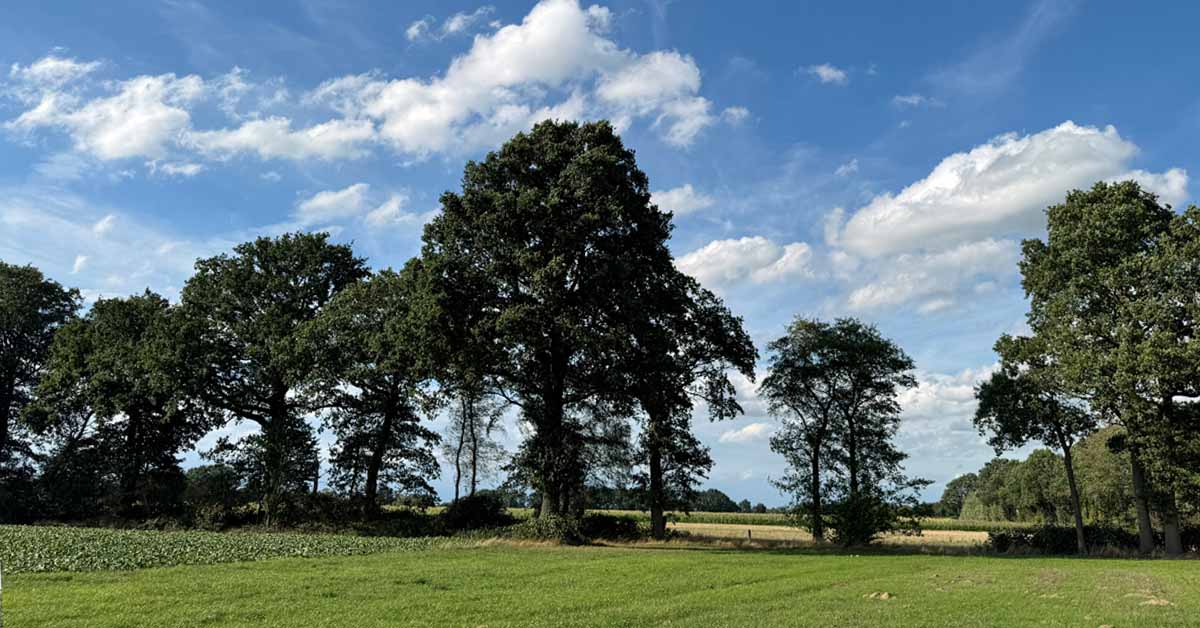 Baumschutzsatzung. Baumbestand in Raesfelder