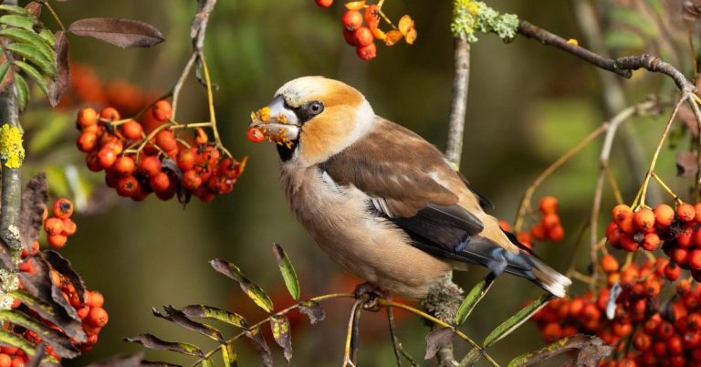 Unsere Heimat: Nordrhein-Westfalen sucht die schönsten Naturfotos