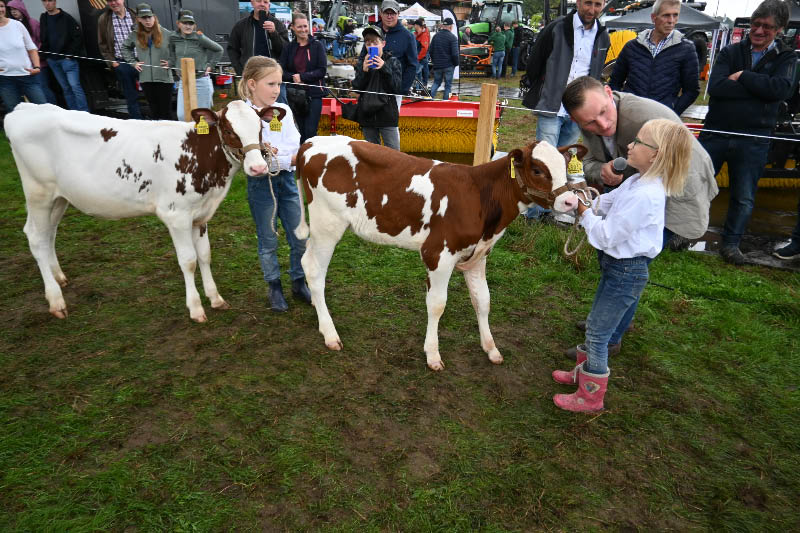 Kühe im Schauring und Kinder mit Kälbchen
