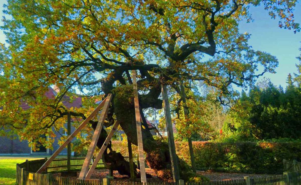 Femeiche Erle im Herbst 2011