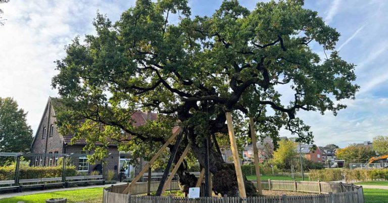 Neue Stüzen für die historische Femeiche in Raesfeld-Erle
