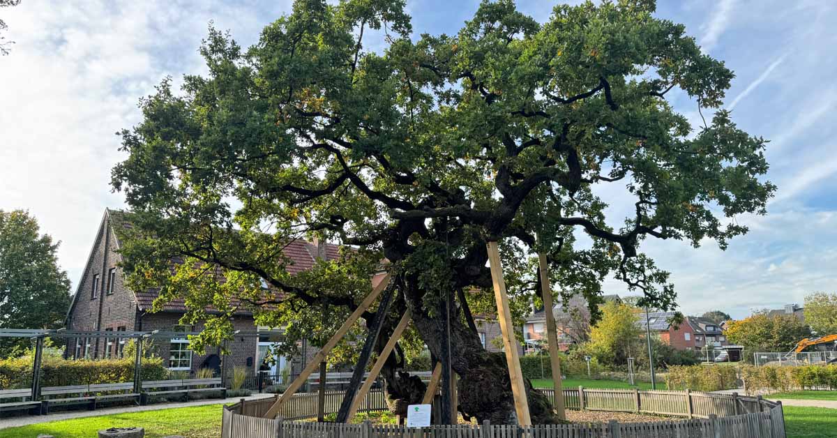 Neue Stüzen für die historische Femeiche in Raesfeld-Erle