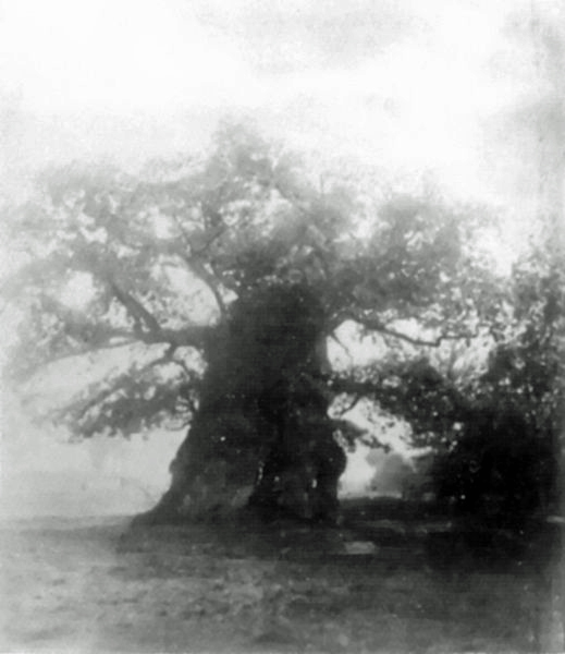 Die Femeiche in Erle um 1890: Damals stand der alte Baum noch ohne Stützen.