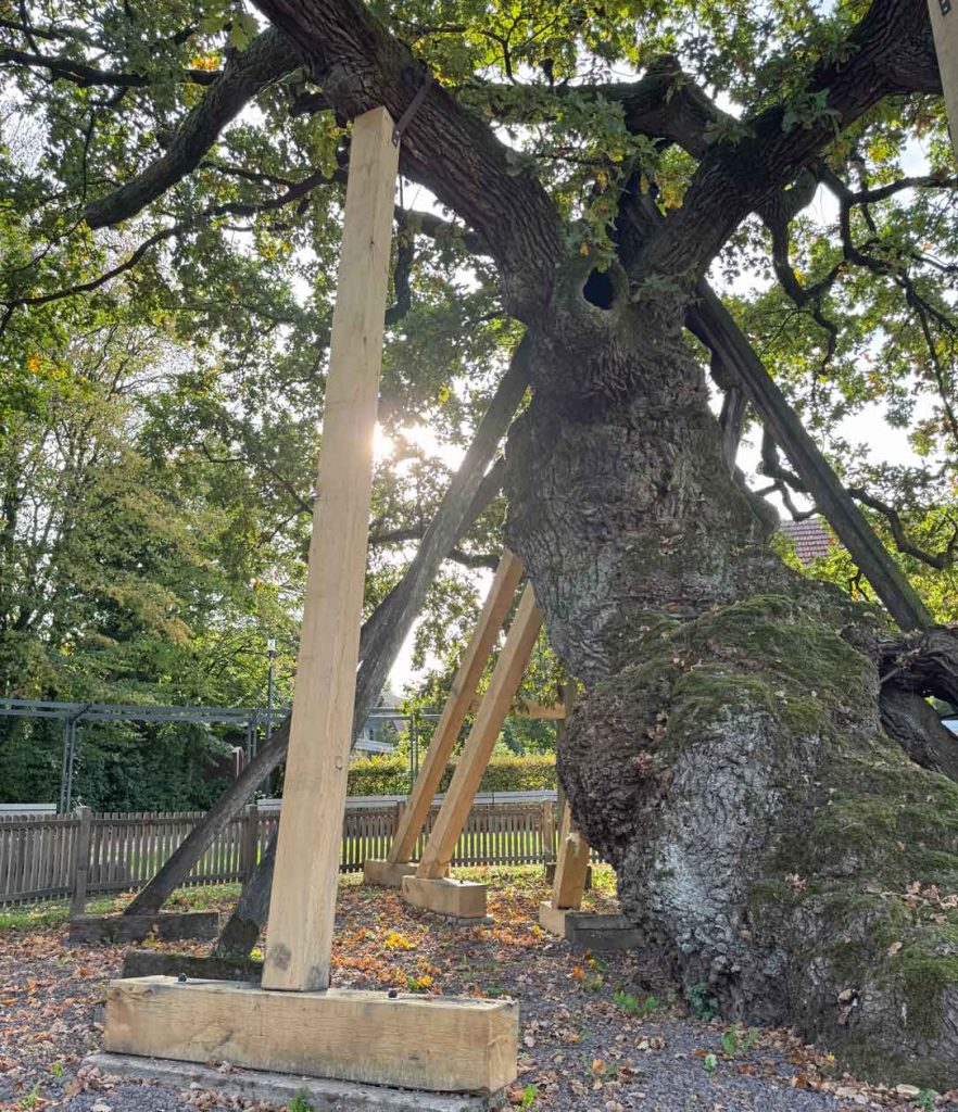 Neue Stützen an der Femeiche tragen alte und dicke Äste des historischen Baumes